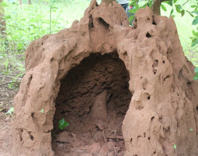 Conservation de la forêt et des termitières