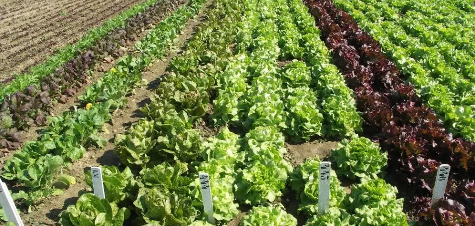 Agriculture