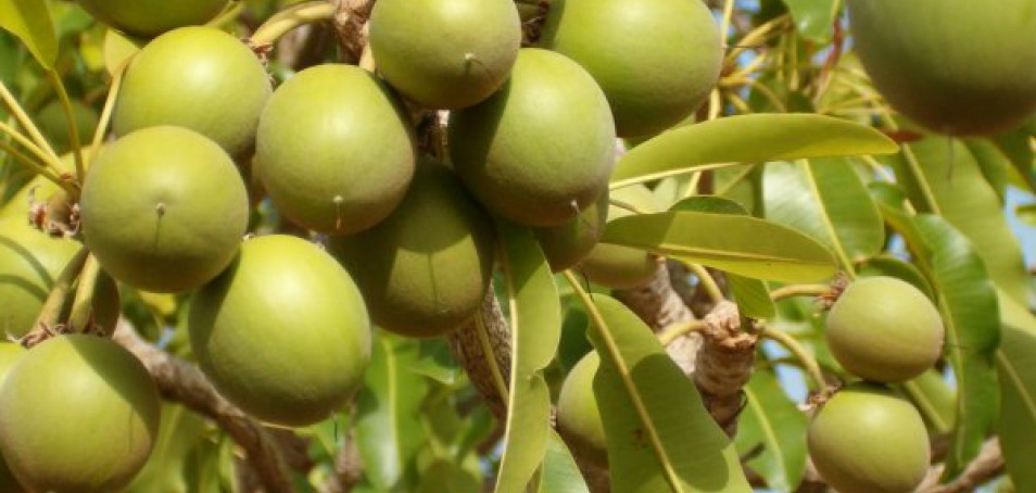 Valorisation des produits agricoles et forestiers
